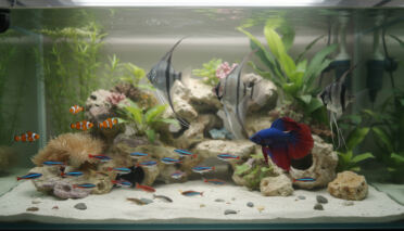 Les poissons tropicaux les plus populaires pour votre aquarium 6 découvrez les poissons tropicaux les plus populaires à adopter pour votre aquarium, avec des conseils pour choisir et entretenir ces magnifiques espèces.